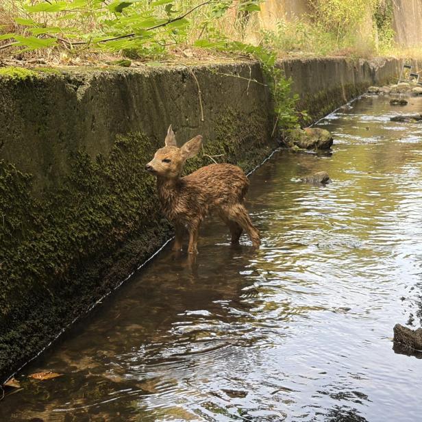 Rehkitz verirrte sich in den Bach