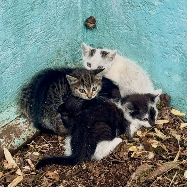 Die Katzenbabys in dem ausgelassenen Pool.