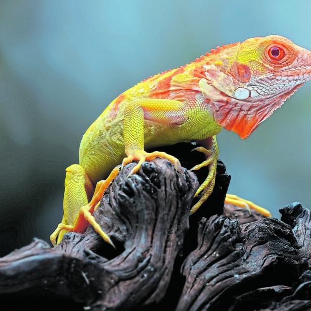 Eine rot-orange Echse stitzt auf einer Wurzel.