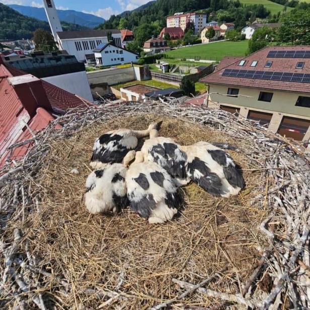 Mehrere Jungstörche liegen im Nest auf einem Dach über einem Dorf im Grünen.