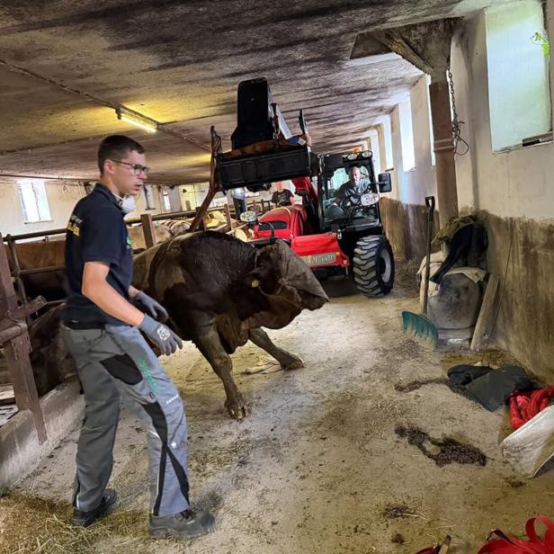 Verschmutzter Stier 