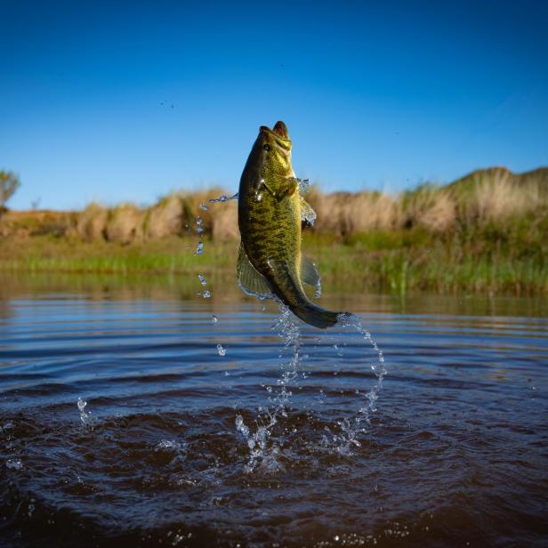 Ein Fisch springt aus dem Wasser eines Sees vor blauem Himmel und Ufergras.
