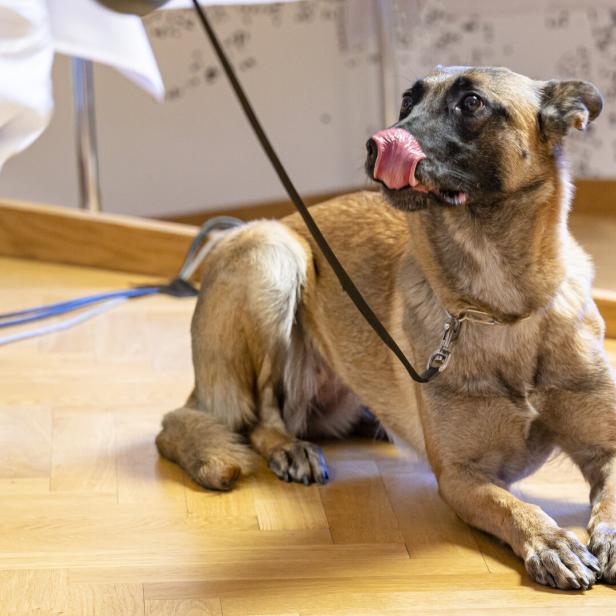 Covid-19 Spürhund des Bundesheeres
