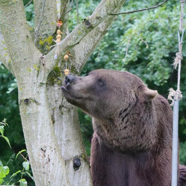 Brauner Bär riecht an einem am Baum hängenden Futterseil im Wald.