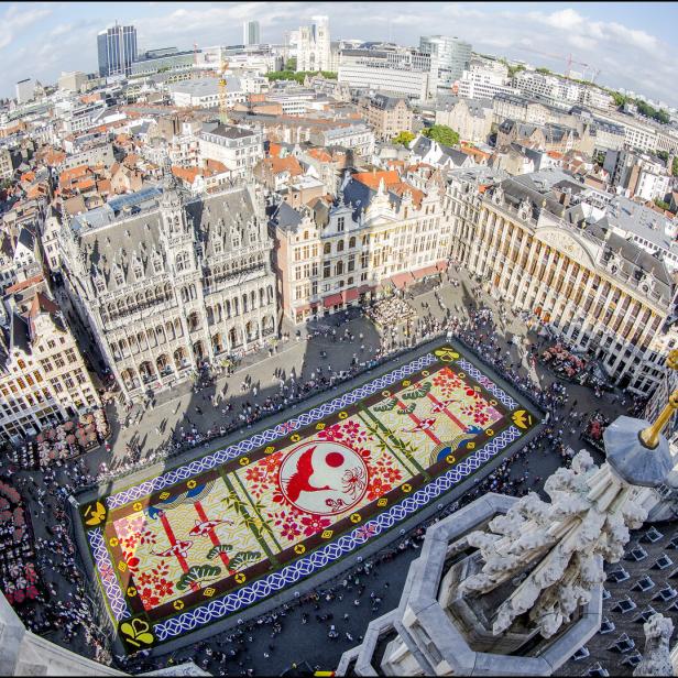 Tapis de Fleurs - Bloementapijt - Flower Carpet_EDAN1256_Â© visit.brussels - Eric Danhier
