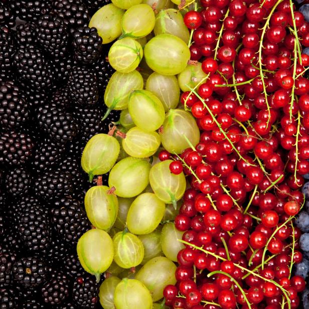 Farbige Beeren und Früchte in senkrechten Reihen: Himbeeren, Brombeeren, grüne Stachelbeeren, rote Johannisbeeren und Blaubeeren.