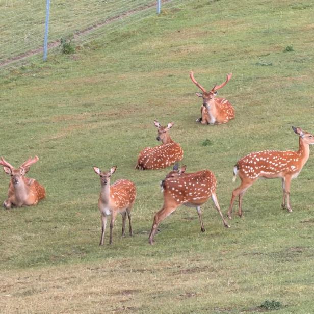 Sikawild am Biohof Bernsteiner in der Buckligen Welt.