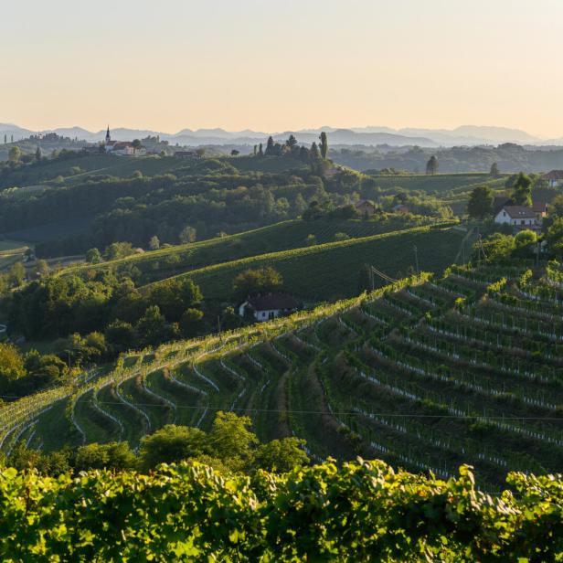 Hügelige Weinberge  mit einer Kirche auf einem fernen Hügel im warmen Licht der untergehenden Sonne.