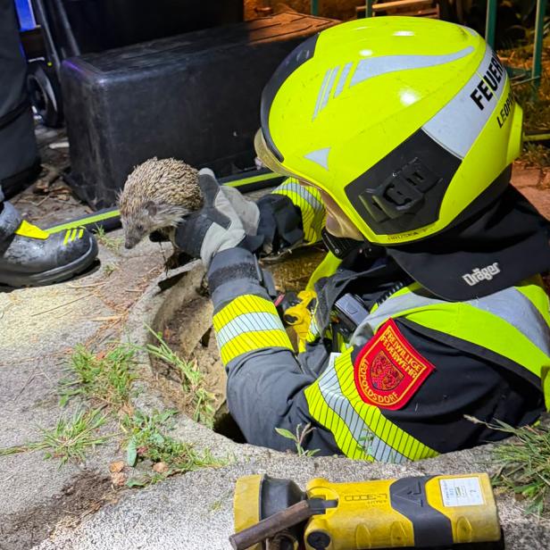 Feuerwehrmann im Einsatz zieht einen Igel aus einem Gully.