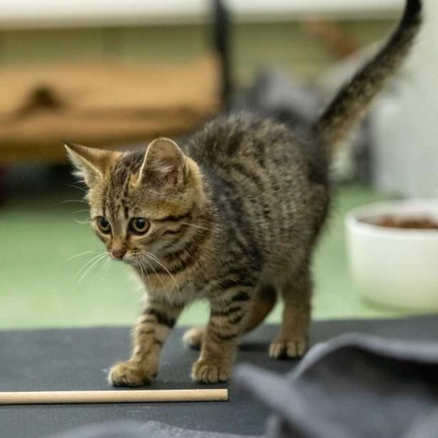 Getigerte Katze sitzt aufmerksam auf einer Matte neben einem weißen Napf und einem Holzstab.