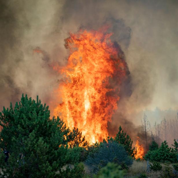 Flamme Waldbrand