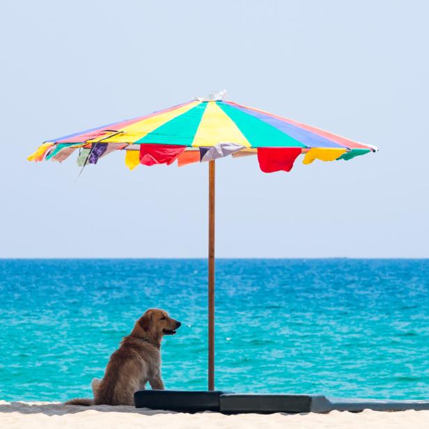 Ein Hund sitzt am Sandstrand unter einem bunten Sonnenschirm und schaut aufs Meer.