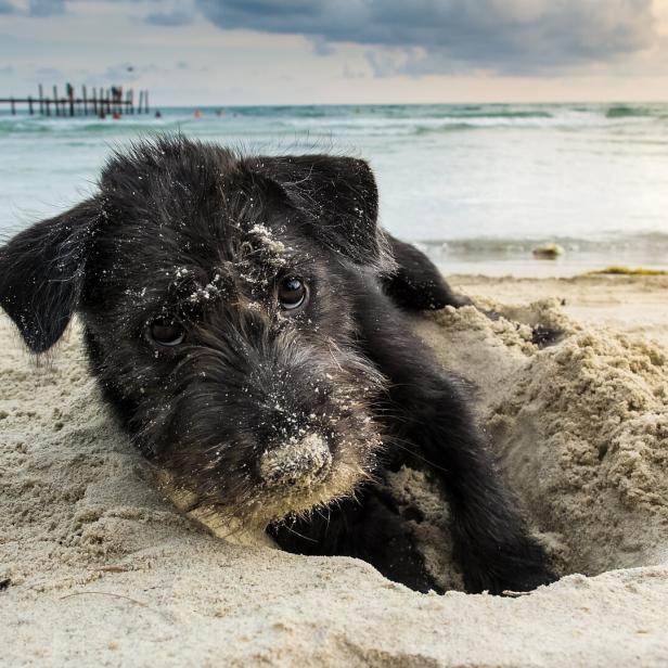 Ein schwarzer Hund hat sich am Meeresstrand in den Sand eingegraben.