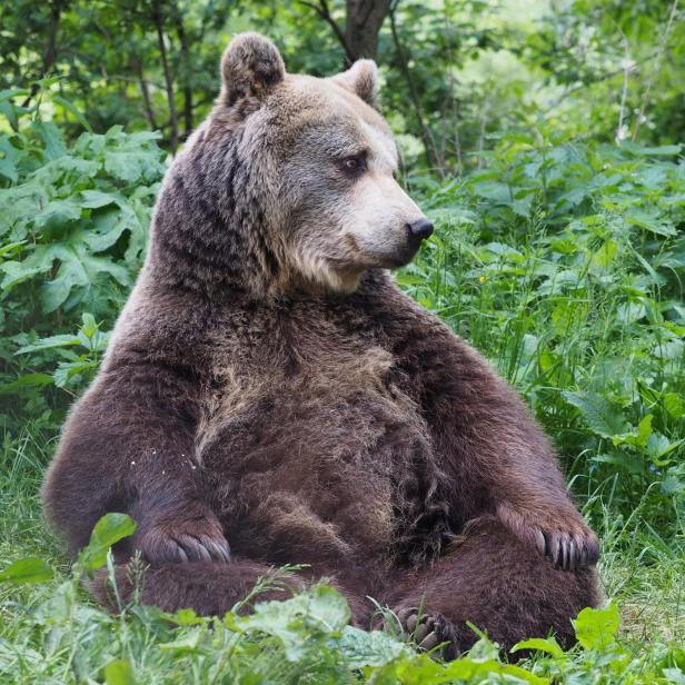 Bärin Brumca sitzt im Schneidersitz im grünen Wald.