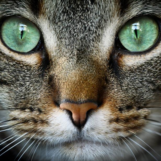 Portrait einer Hauskatze - getigertes Fell, weiße Schnauze, grüne Augen.