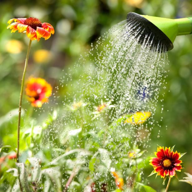 Wasser fließt aus der Gießkanne über Blumen