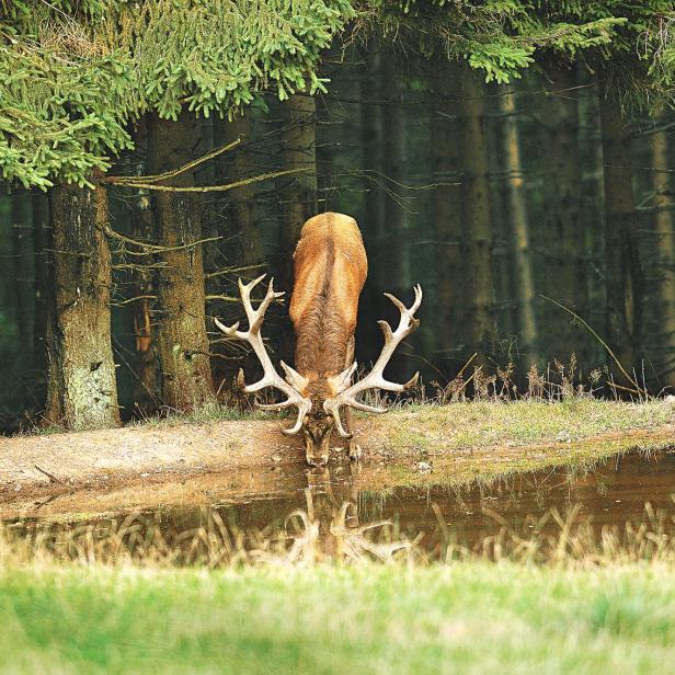 Hirsch an einer Tränke.
