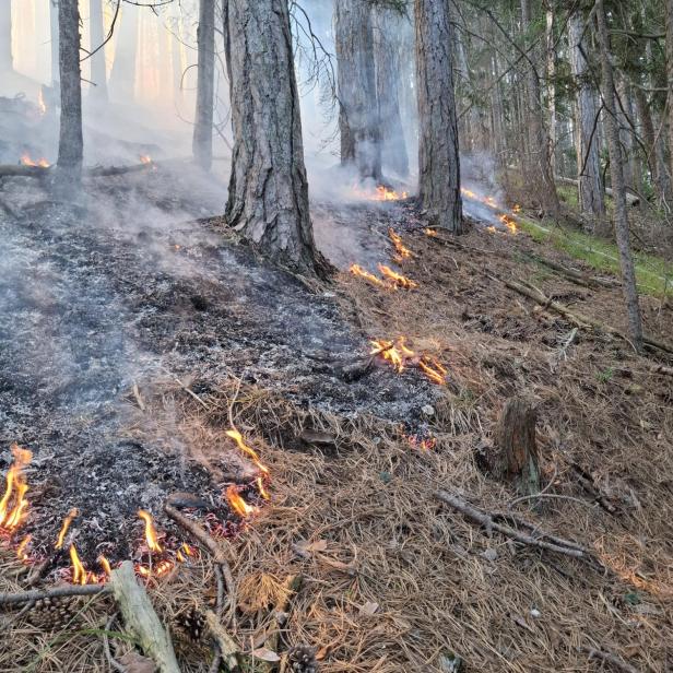 Feuer im Wald
