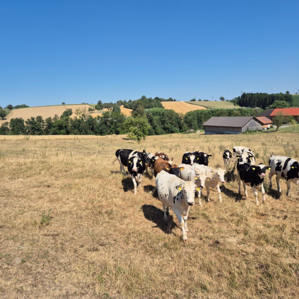 IG Milch