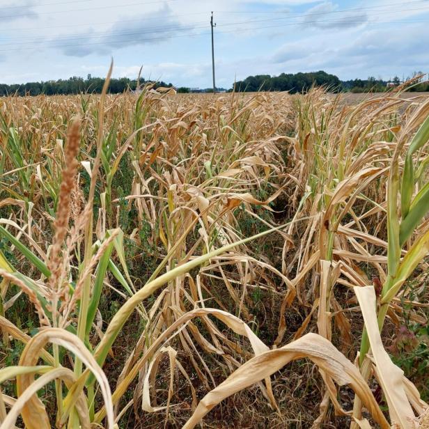 ++ HANDOUT ++ DÜRRESCHÄDEN IN DER LANDWIRTSCHAFT STEIGEN AUF 150 MIO