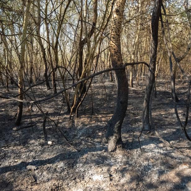 NACH DEM GROSSBRAND IN DER WIENER LOBAU