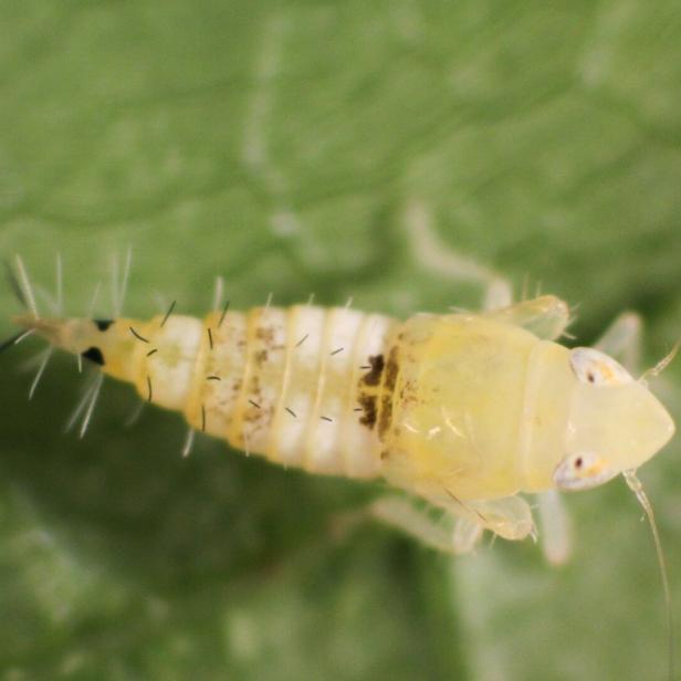 Nahaufnahme einer gelblich-weißen Insektenlarve mit langen Fühlern auf grünem Blatt.