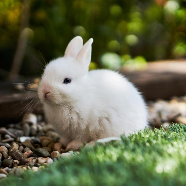Weißes Kaninchen auf grünem Gras