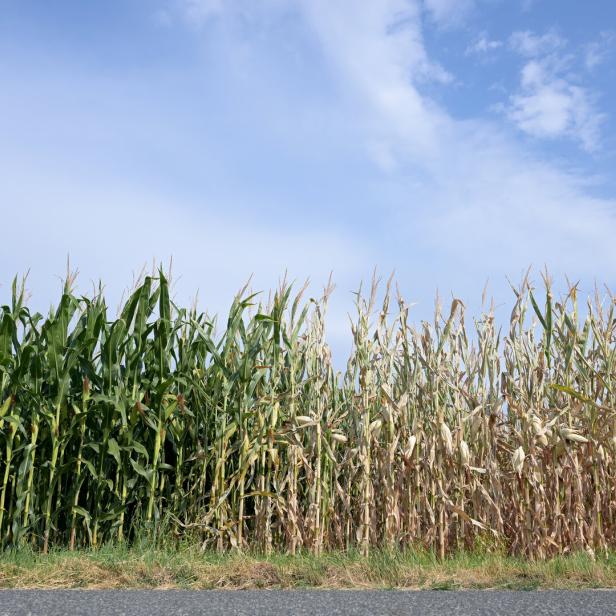 ++ THEMENBILD ++ HITZE - KLIMAFITTE SORTEN SOLLEN LANDWIRTSCHAFTLICHE ERTRÄGE SICHERN: MAISFELD