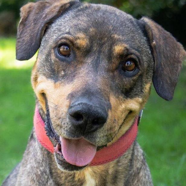 Ein braun-schwarz gestromter Hund mit rotem Halsband sitzt auf einer grünen Wiese und schaut freundlich in die Kamera.