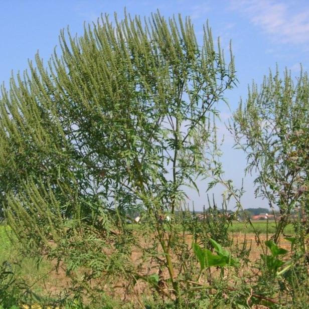 Blühende Ambrosia-Pflanzen in einem Feld unter blauem Himmel.