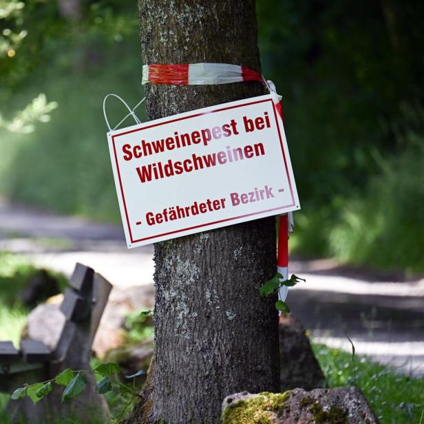 Warnschild an einem Baum im Wald: „Schweinepest bei Wildschweinen – Gefährdeter Bezirk“.