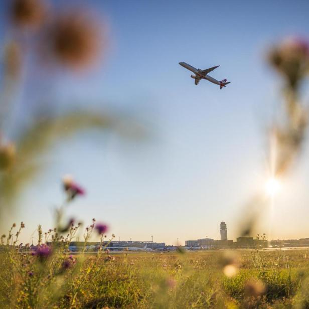 Flugzeug im Landeanflug über einer Wiese mit unscharfen Blumen im Vordergrund und Flughafen Wien im Hintergrund.