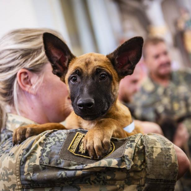 Bundesheer: Elf neue Militärhunde starten ihre Ausbildung