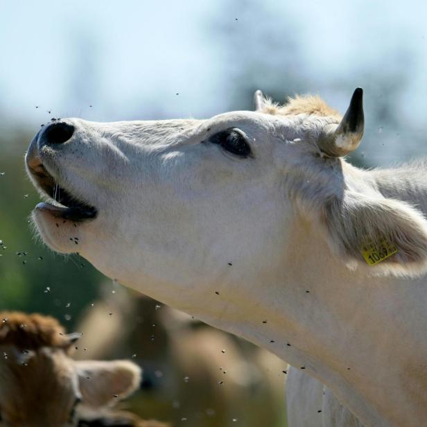 ++ THEMENBILD ++ WETTER/KLIMA/HITZE/KÜHE/LANDWIRTSCHAFT/BAUERN/DÜRRE/VIEH