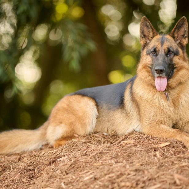 Schäferhund liegt im Freien und schaut in die Kamera.