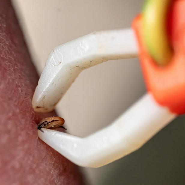 Tick activity in the warmer seasons