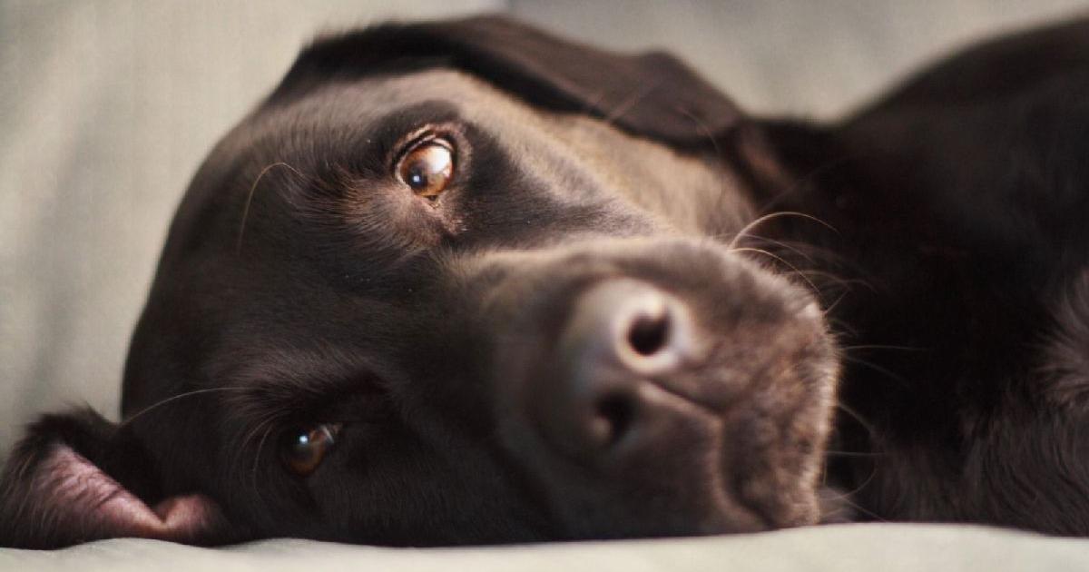 Gähnen ist ansteckend - auch von Mensch zu Hund