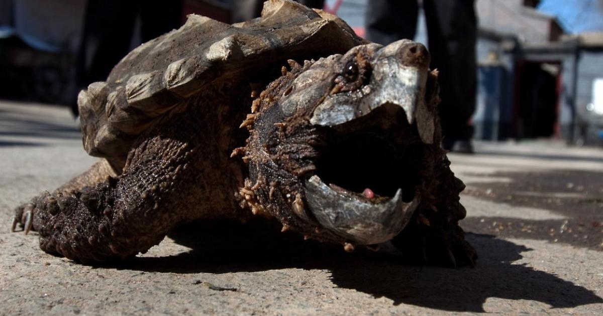 Alligator Schildkrote Lotti Bleibt Verschollen Kurier At