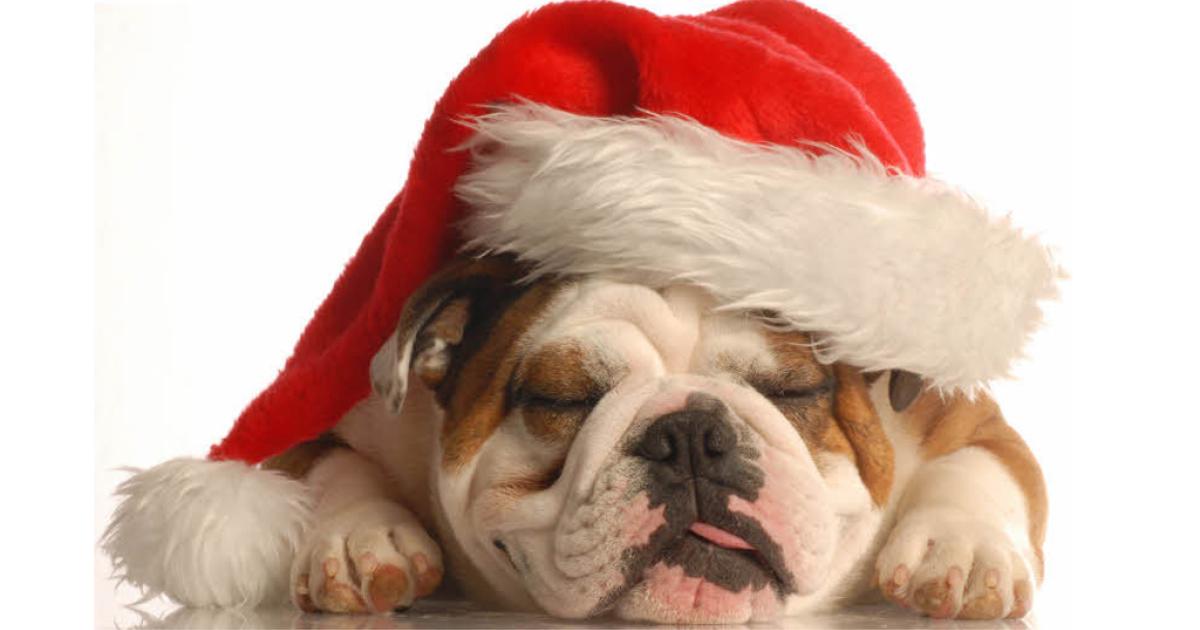 Weihnachten: Gefahr fr Vierbeiner | Kurier