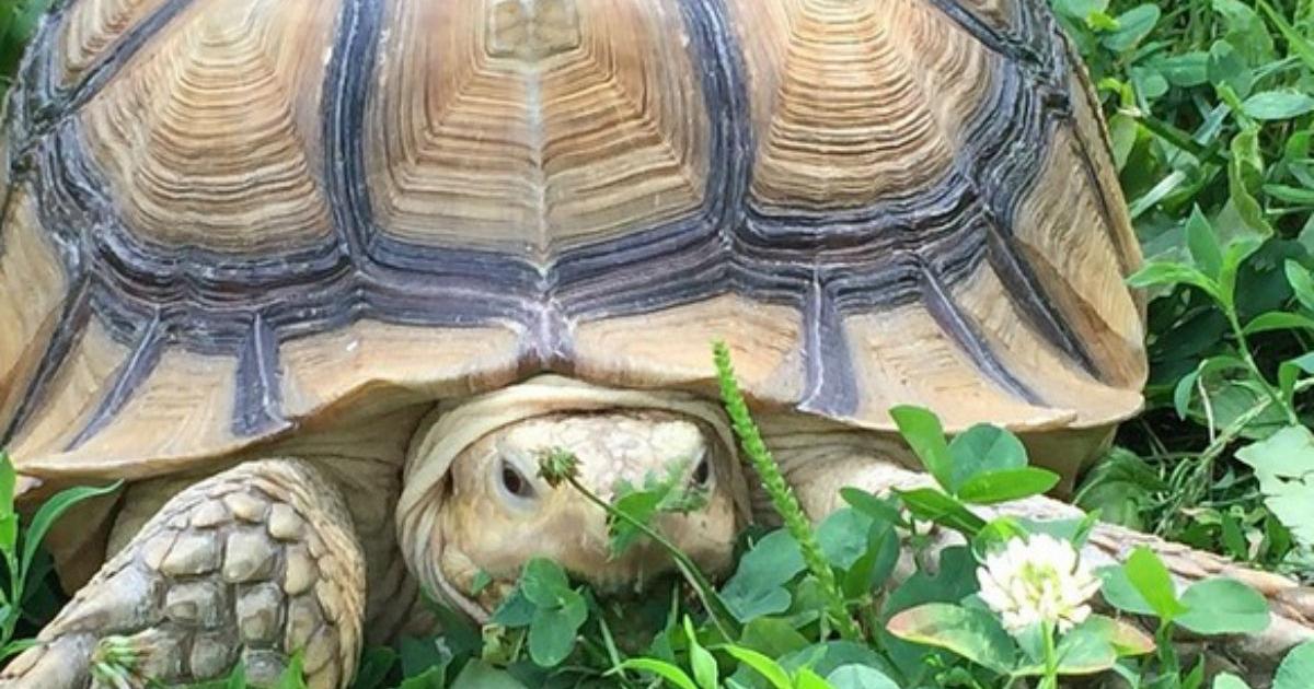 Partnersuche tierliebhaber