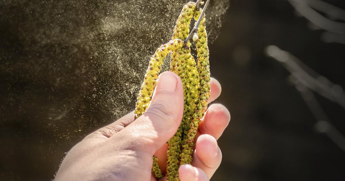 Pollenbelastung Jetzt wird sie intensiv
