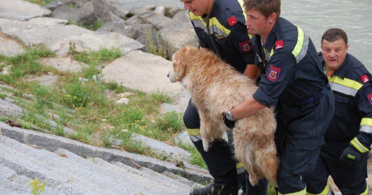 Blinder Hund von Feuerwehr aus der Donau gerettet
