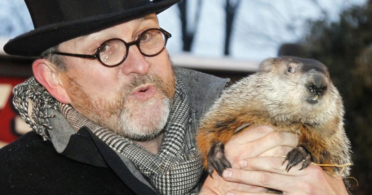 Панксатонский фил. Гималайский мармот. Панксатонский фил сурок. Панксатонский фил сурок. Сурок фил из пенсильвании.