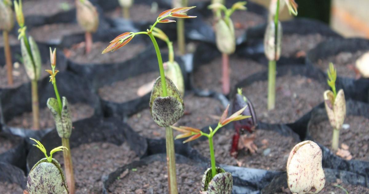 Möbel aus Palmen und nachhaltigem Teakholz | kurier.at