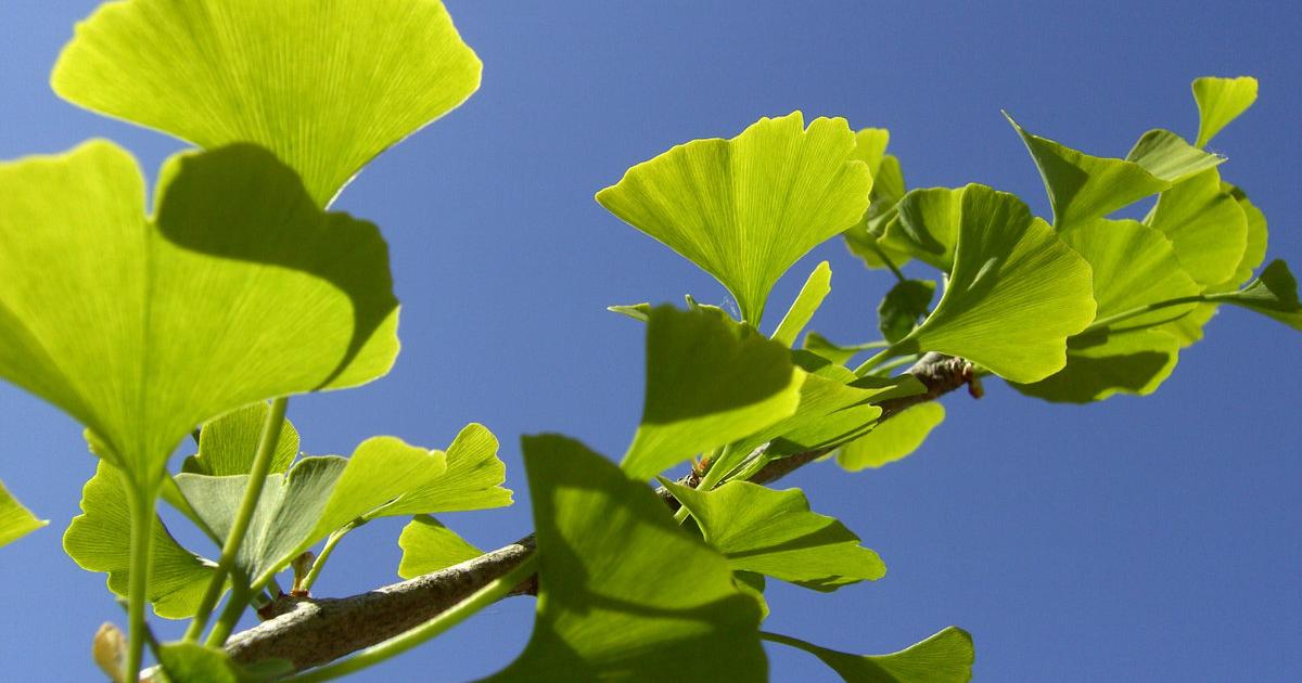 MedizinMythen Hilft Ginkgo bei Tinnitus?