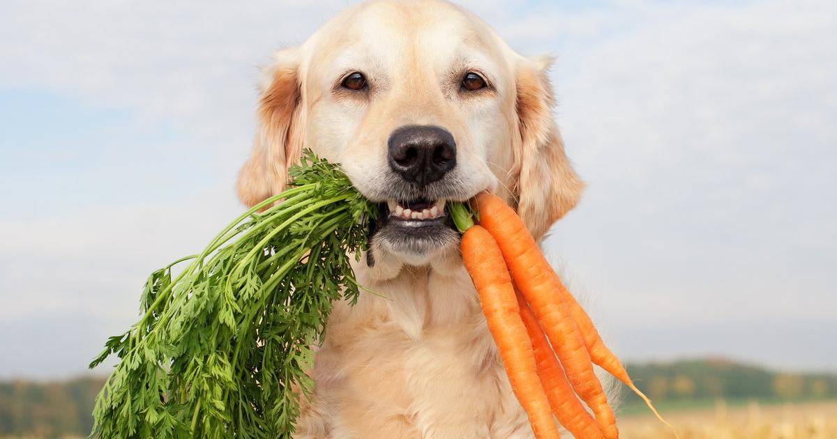 Wie man Hunde fleischlos ernährt kurier.at