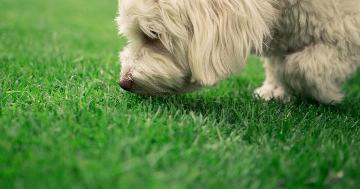 Partnersuche mit hund osterreich