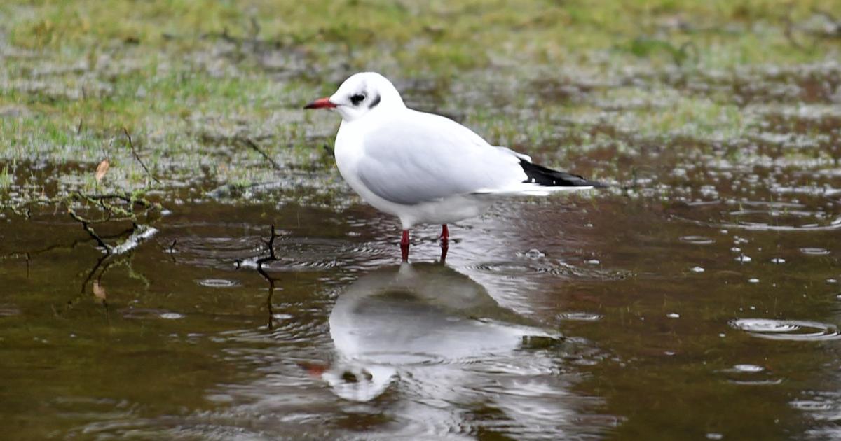 Vogelgrippe: Tote Möwe in der Stadt Salzburg gefunden ...