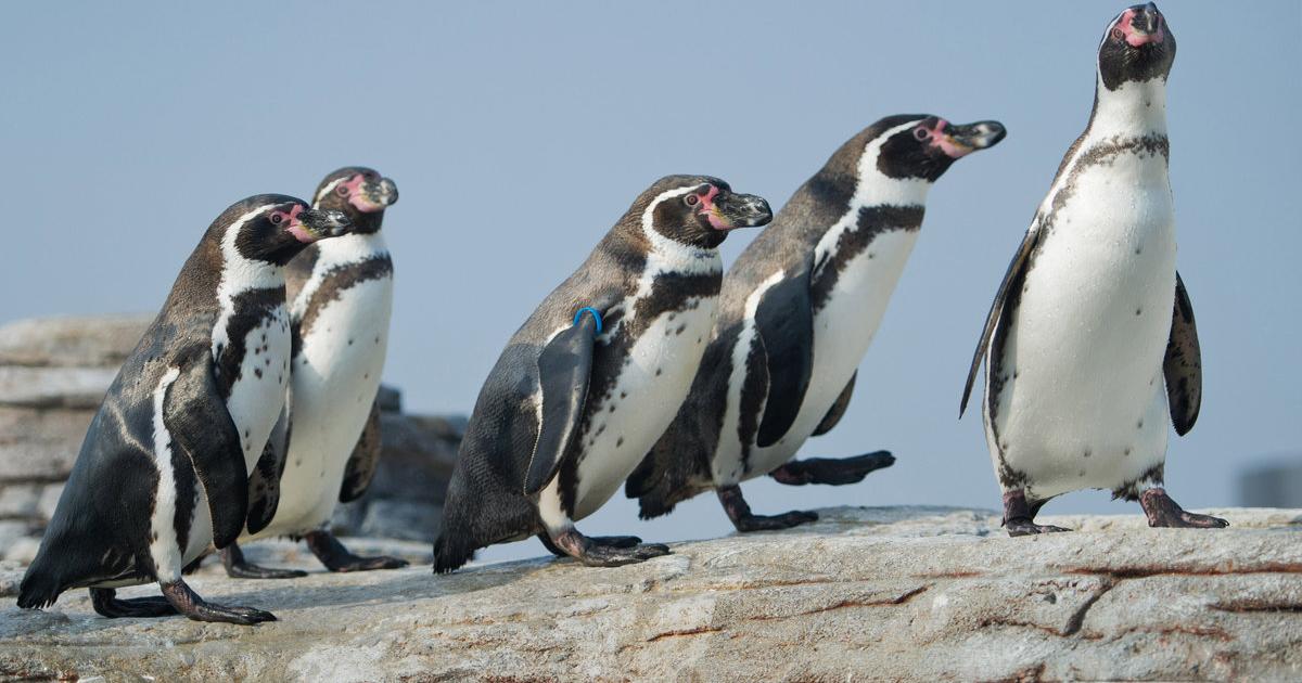 Partnersuche pinguine
