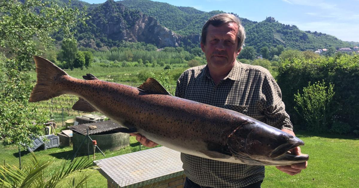 Fisch partnersuche